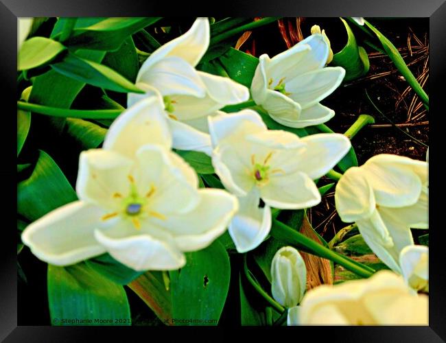 White tulips Framed Print by Stephanie Moore
