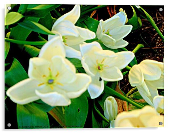 White tulips Acrylic by Stephanie Moore