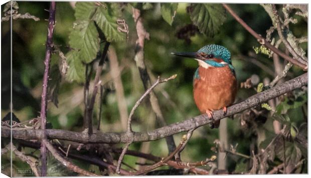 kingfisher on leeds liverpool canal Canvas Print by simon sugden