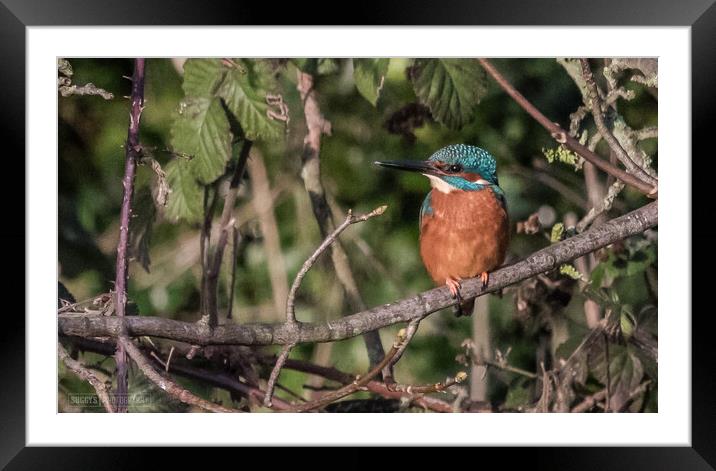 kingfisher on leeds liverpool canal Framed Mounted Print by simon sugden
