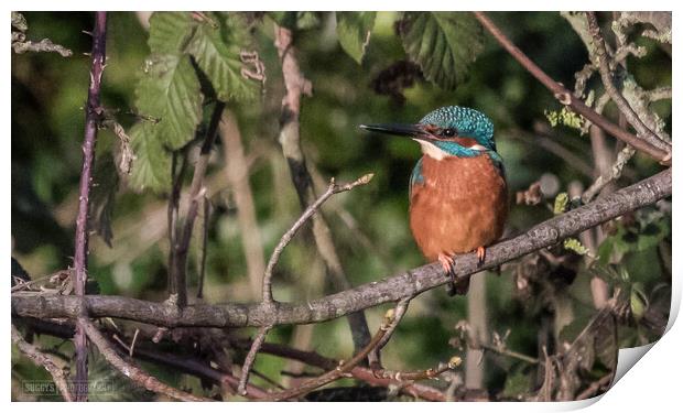 kingfisher on leeds liverpool canal Print by simon sugden