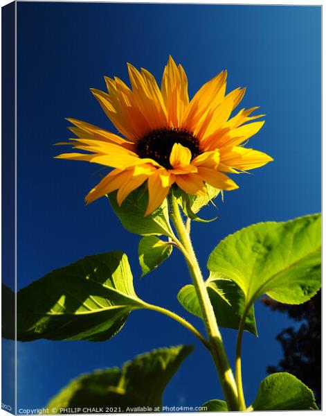 giant sunflower against a blue sky 359  Canvas Print by PHILIP CHALK