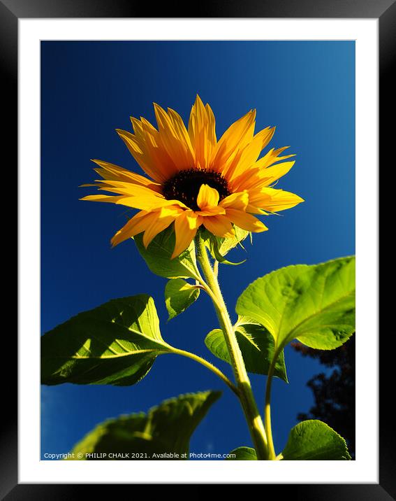 giant sunflower against a blue sky 359  Framed Mounted Print by PHILIP CHALK