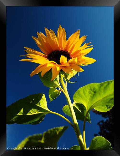 giant sunflower against a blue sky 359  Framed Print by PHILIP CHALK