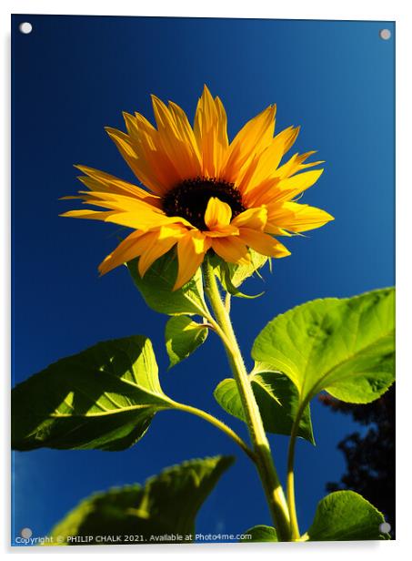 giant sunflower against a blue sky 359  Acrylic by PHILIP CHALK