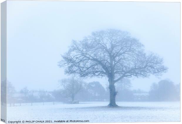 Oak tree in a snow storm 360  Canvas Print by PHILIP CHALK