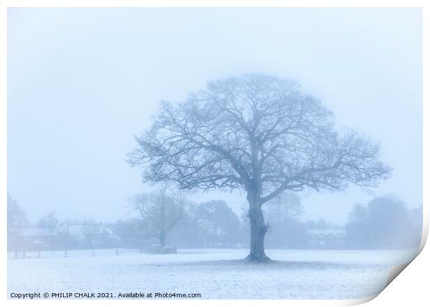 Oak tree in a snow storm 360  Print by PHILIP CHALK