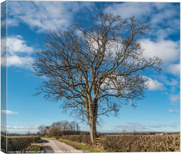 Roadside Sycamore Tree Silhouette Canvas Print by Richard Laidler