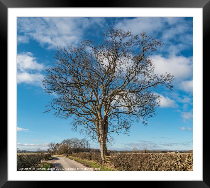 Roadside Sycamore Tree Silhouette Framed Mounted Print by Richard Laidler