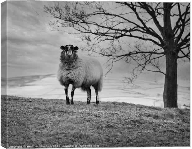 Lone Blackface sheep on hillside monochrome Canvas Print by Heather Sheldrick