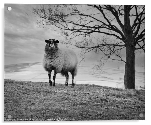 Lone Blackface sheep on hillside monochrome Acrylic by Heather Sheldrick