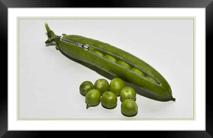 Peapod with a Zip attached Framed Mounted Print by Peter Blunn