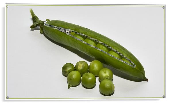 Peapod with a Zip attached Acrylic by Peter Blunn
