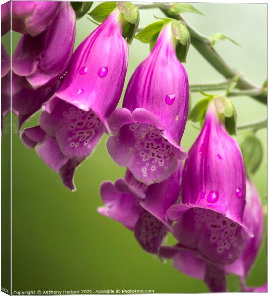 FOXGLOVES Canvas Print by Anthony Hedger