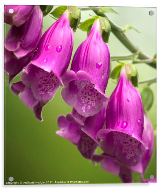 FOXGLOVES Acrylic by Anthony Hedger