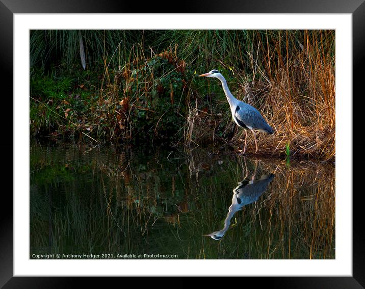 The Heron Framed Mounted Print by Anthony Hedger