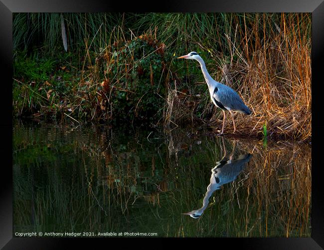 The Heron Framed Print by Anthony Hedger