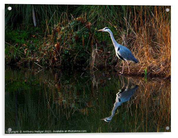 The Heron Acrylic by Anthony Hedger