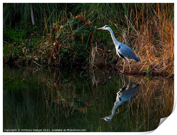 The Heron Print by Anthony Hedger