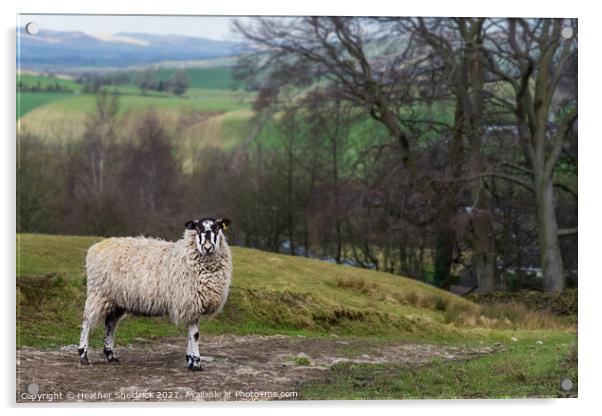 Blackface sheep on stony path Acrylic by Heather Sheldrick