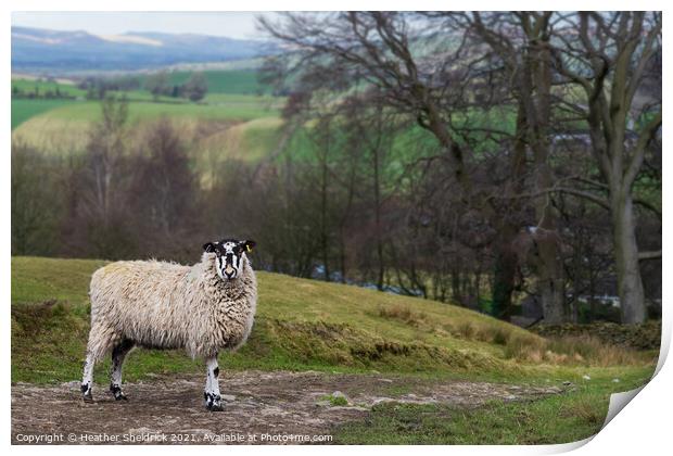Blackface sheep on stony path Print by Heather Sheldrick