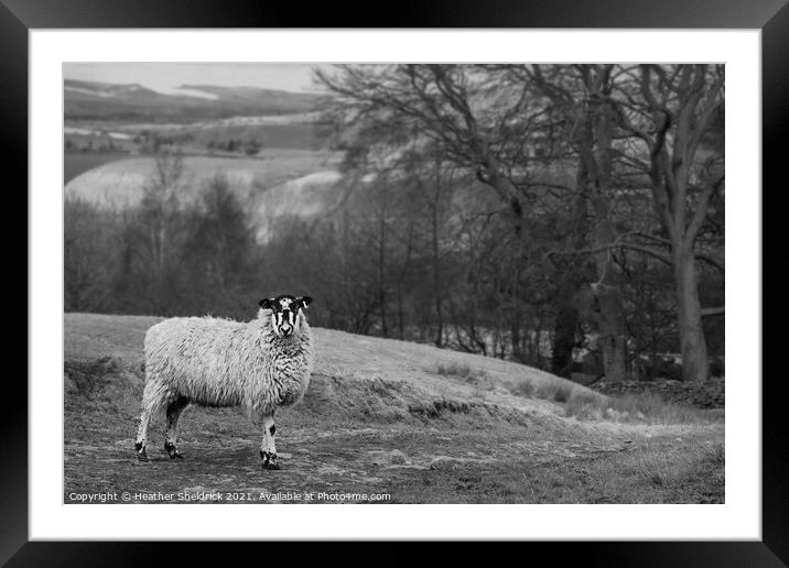 Blackface sheep on stony path Framed Mounted Print by Heather Sheldrick