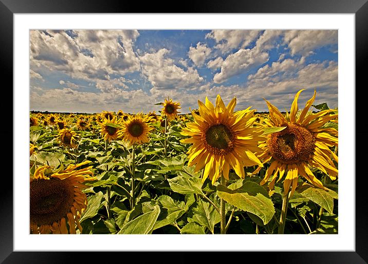 Sunflowers fields Framed Mounted Print by Nathan Wright