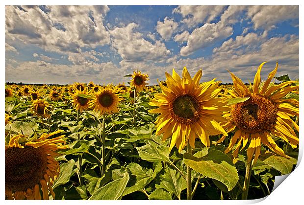 Sunflowers fields Print by Nathan Wright