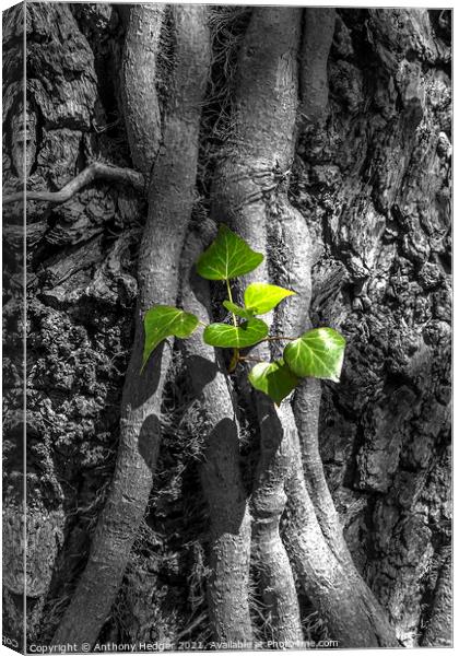 Ivy on a tree Canvas Print by Anthony Hedger