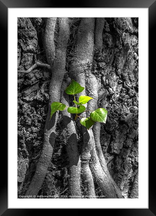 Ivy on a tree Framed Mounted Print by Anthony Hedger