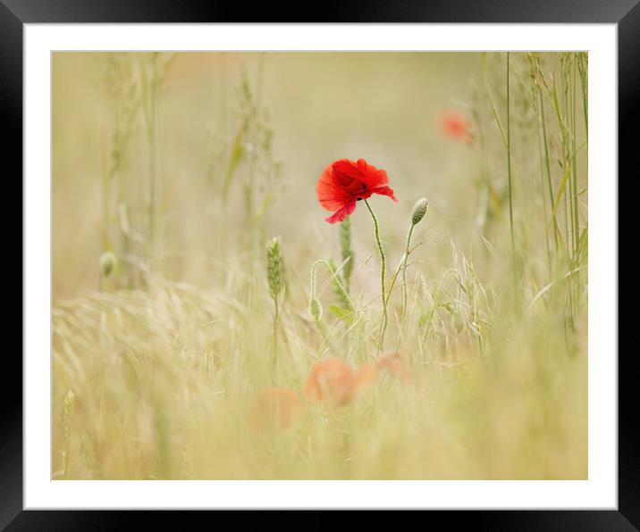 Meadow Poppies Framed Mounted Print by Judith Stewart