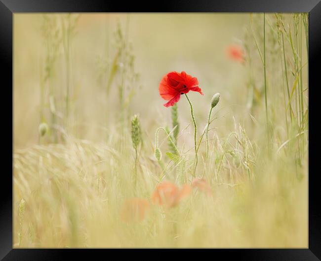 Meadow Poppies Framed Print by Judith Stewart