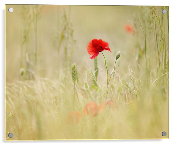 Meadow Poppies Acrylic by Judith Stewart