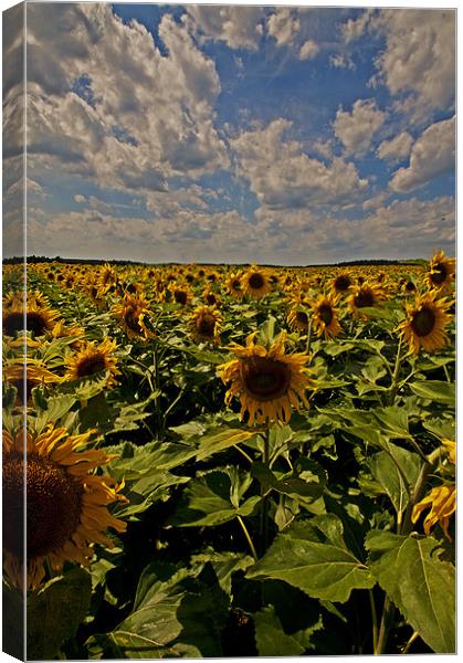 Sunflowers field portrait Canvas Print by Nathan Wright