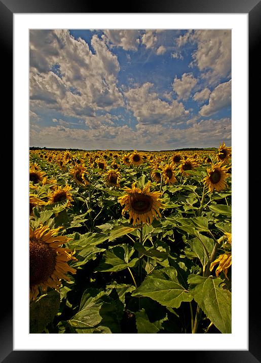Sunflowers field portrait Framed Mounted Print by Nathan Wright