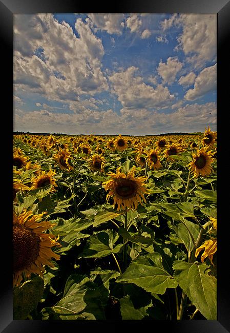 Sunflowers field portrait Framed Print by Nathan Wright