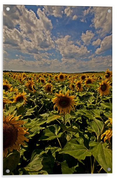 Sunflowers field portrait Acrylic by Nathan Wright