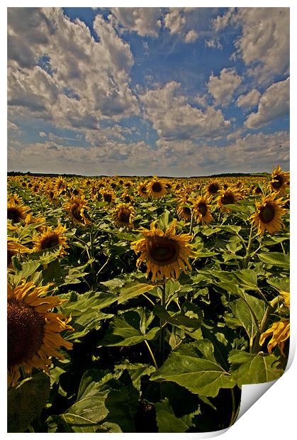 Sunflowers field portrait Print by Nathan Wright
