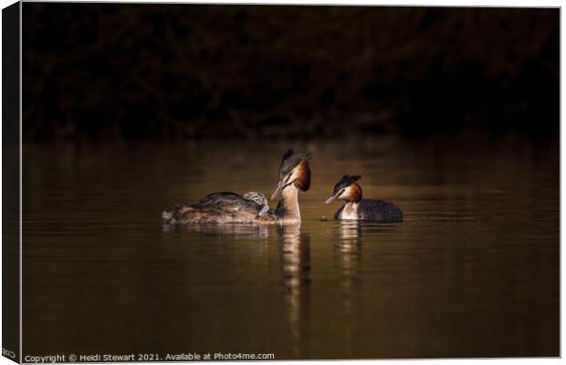 Great Crested Grebes and Chick Canvas Print by Heidi Stewart
