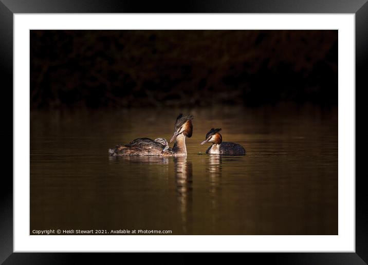 Great Crested Grebes and Chick Framed Mounted Print by Heidi Stewart