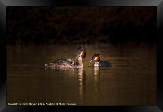 Great Crested Grebes and Chick Framed Print by Heidi Stewart