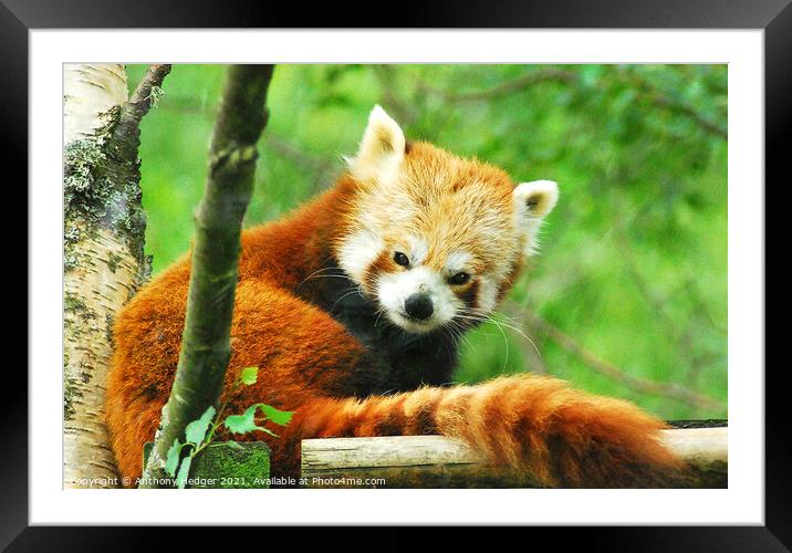 The Red Panda Framed Mounted Print by Anthony Hedger
