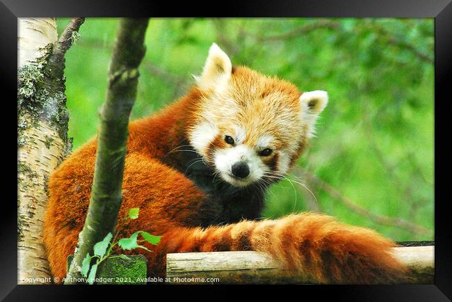The Red Panda Framed Print by Anthony Hedger