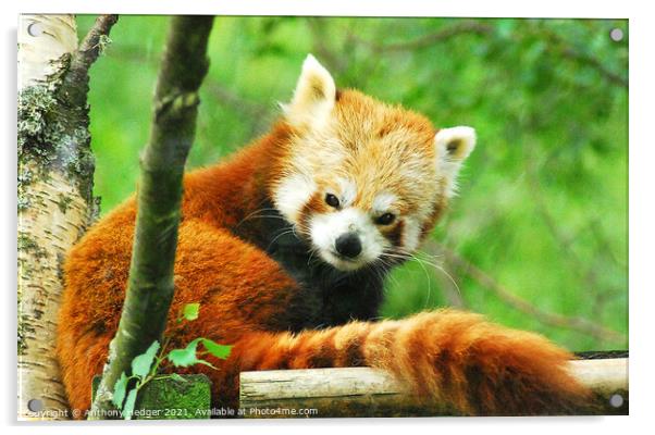 The Red Panda Acrylic by Anthony Hedger