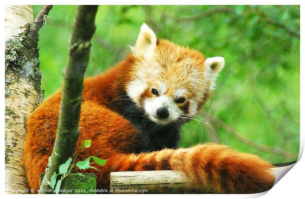 The Red Panda Print by Anthony Hedger