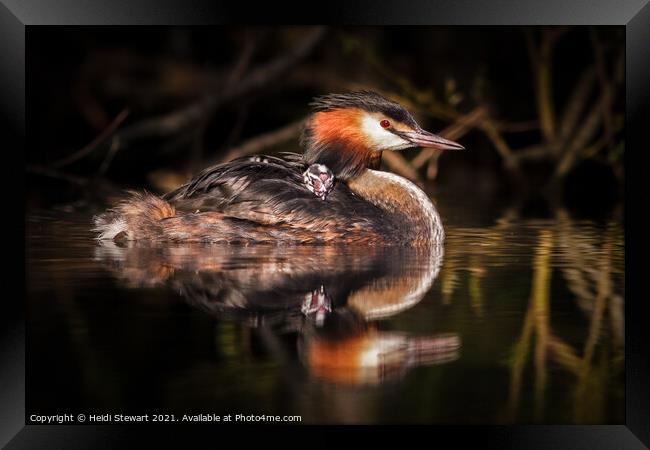 Great Crested Grebe ( Podiceps cristatus ) Framed Print by Heidi Stewart