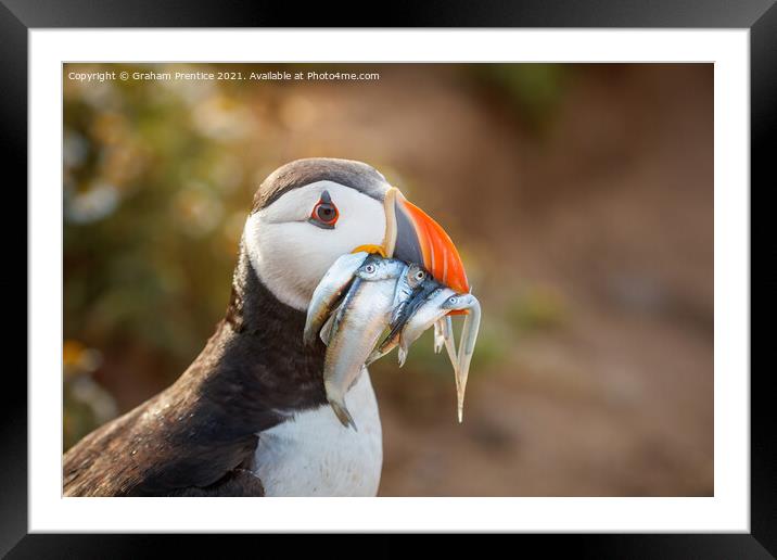 Atlantic Puffin With Sand Eels Framed Mounted Print by Graham Prentice