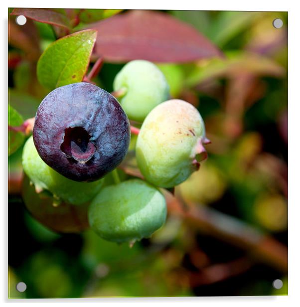 Blueberries Acrylic by Karen Martin