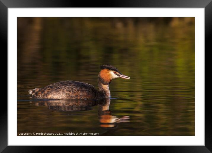 Great Crested Grebe ( Podiceps cristatus ) Framed Mounted Print by Heidi Stewart