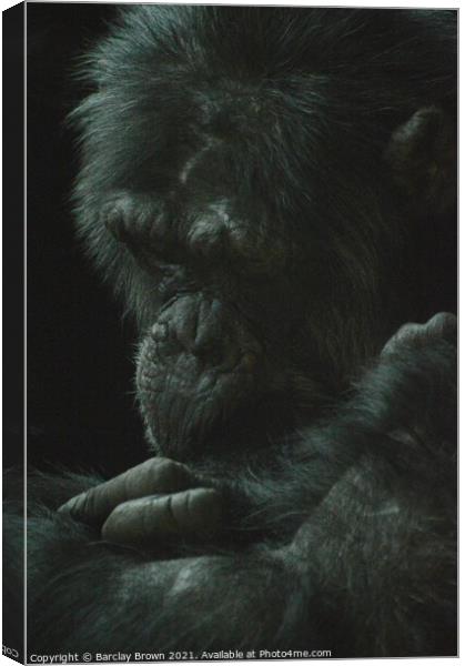 The Chimp Canvas Print by Barclay Brown